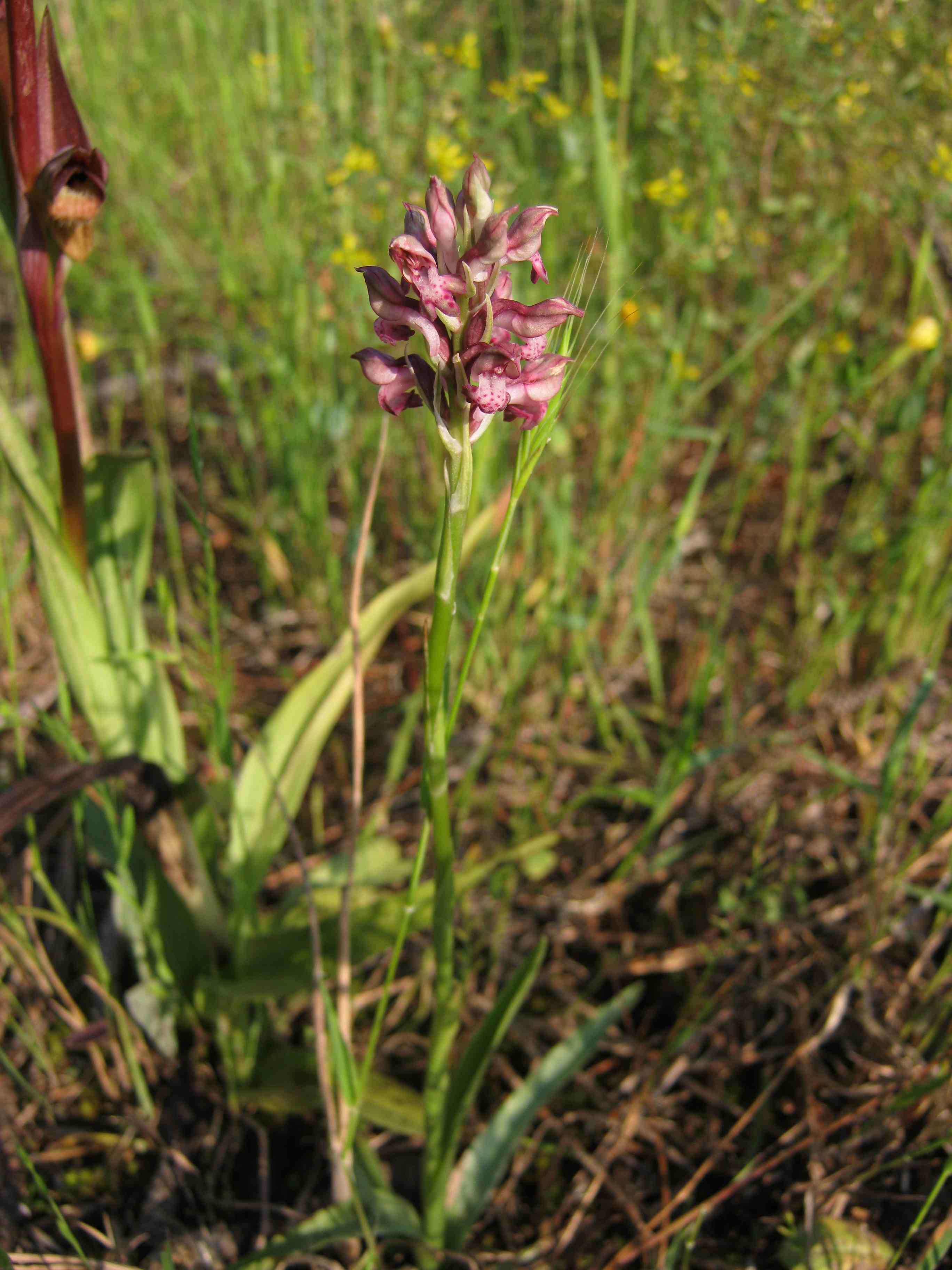 Anacamptis coriophora subsp. fragrans